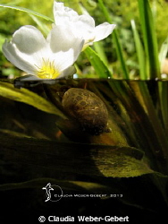 comming up... by Claudia Weber-Gebert 